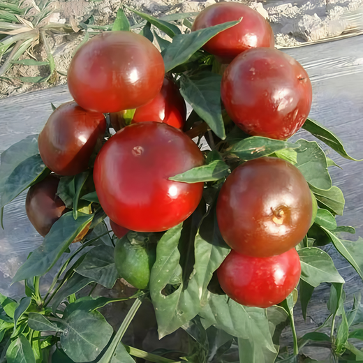 Large Red Ornamental Pepper Seeds