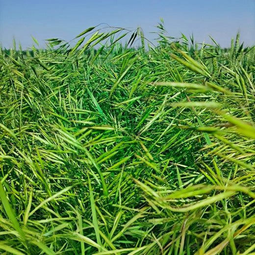Smooth Bromegrass Seeds