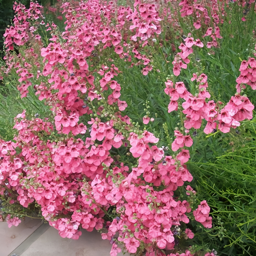 Diascia Seeds - Pink