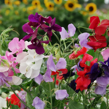 Sweet Pea Seeds Diana Mix