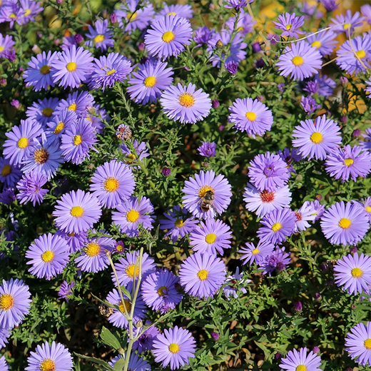 Snowy Blue Aster Seeds