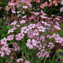 Cowherb Seeds - Pink