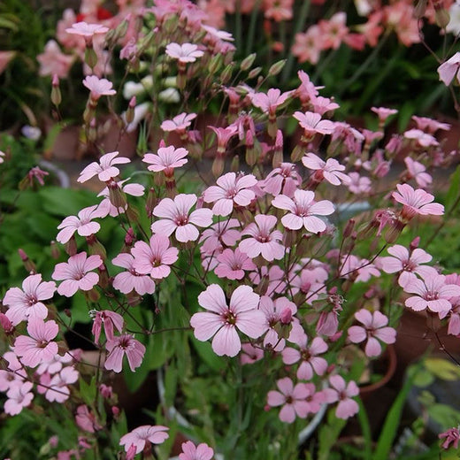 Cowherb Seeds - Pink