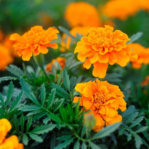Orange Calendula Seeds