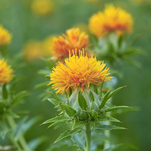 Safflower Seeds