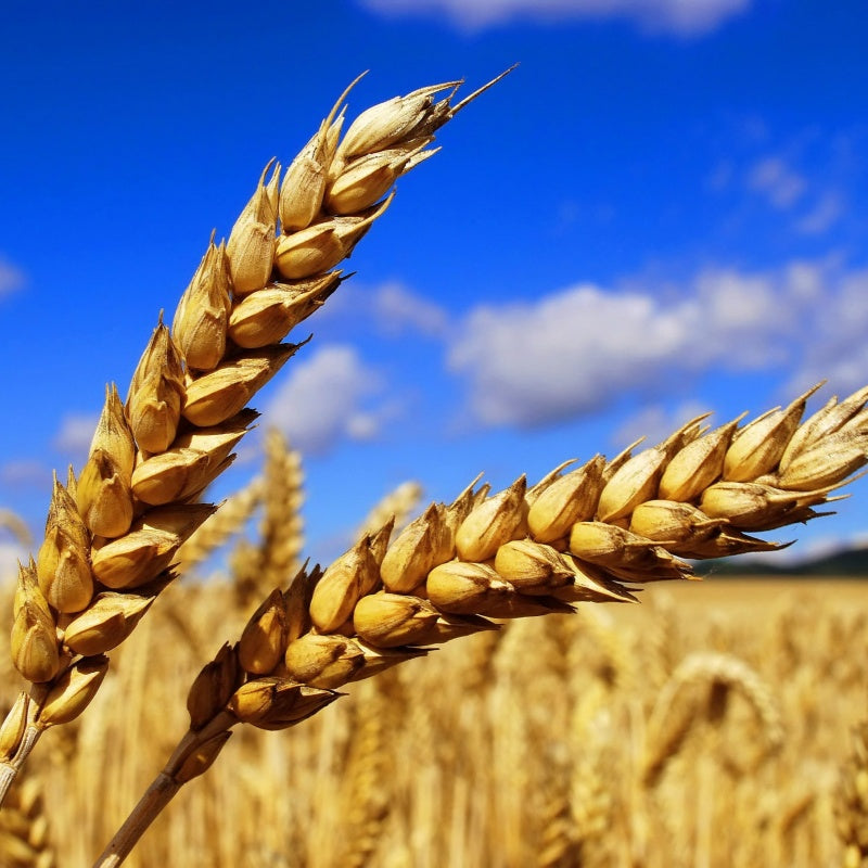 Wheat Seeds