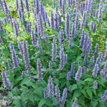 Blue Korean Mint Seeds