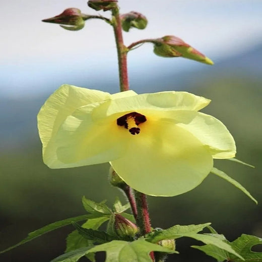 Mixed Flowering Okra Seeds