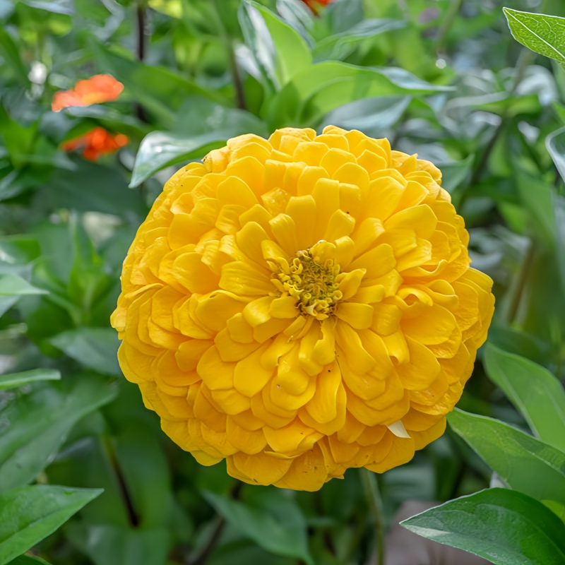 Golden Zinnia Seeds