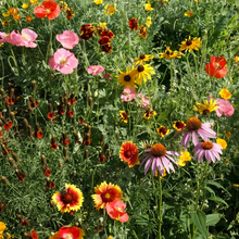 Drought Tolerant Wildflower Mix