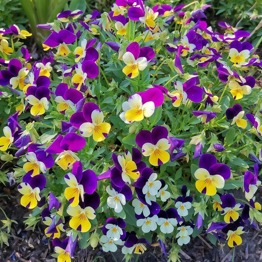 Viola Seeds
