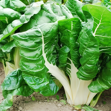 Swiss Chard Seeds - Green Leaf White Stem