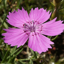 Rose Red Dianthus Seeds