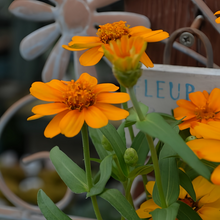 Orange Zinnia Seeds