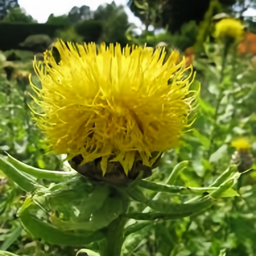 Cornflower Seeds - Yellow