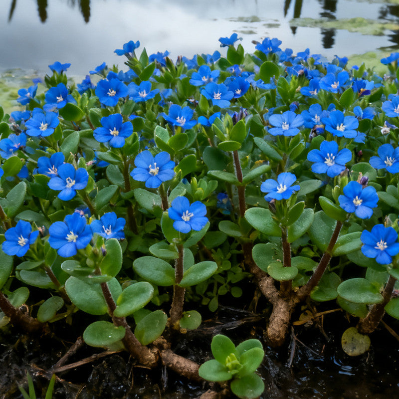 Blue Scarlet Pimpernel Seeds