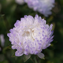 China Aster Seeds - Light Purple