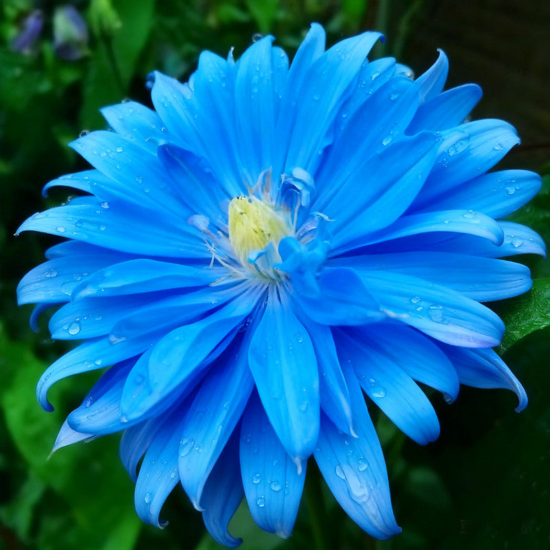 China Aster Seeds - Bright Blue