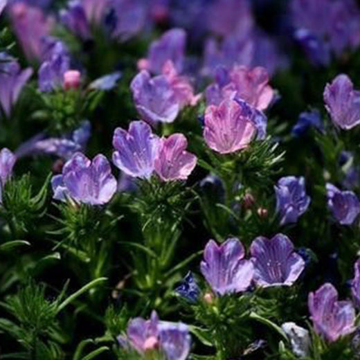 Vipers Bugloss Seeds - Mix