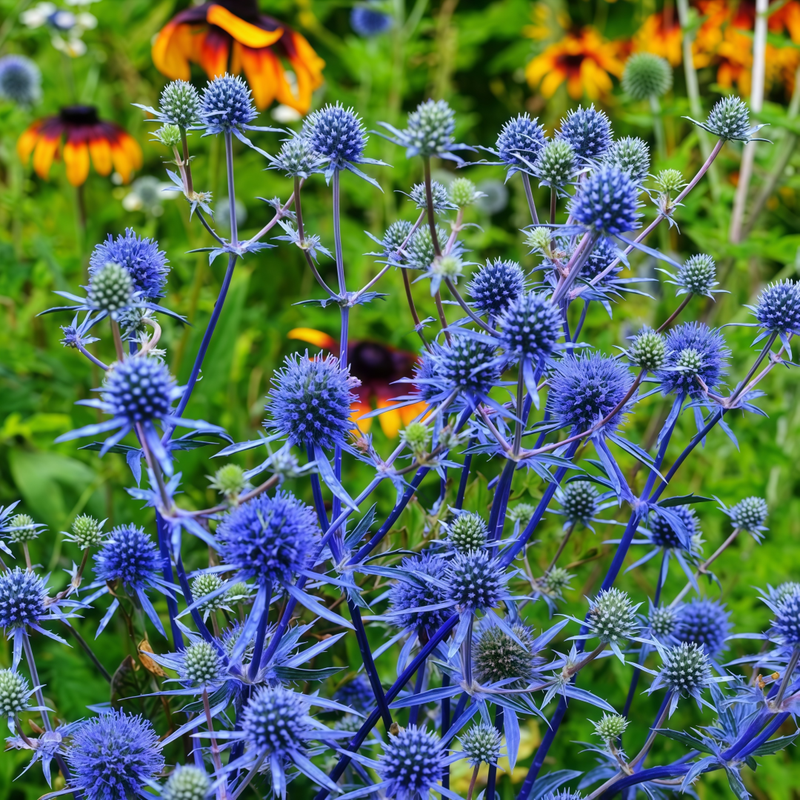 Eryngium Seeds - Blue