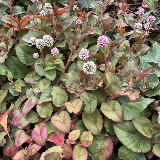 Polygonum Seeds - Pink