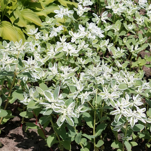 Snow On The Mountain Seeds - Green Leaf White Edge