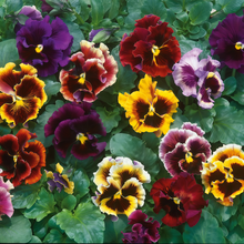 Pansy Seeds - Crinkled Mix