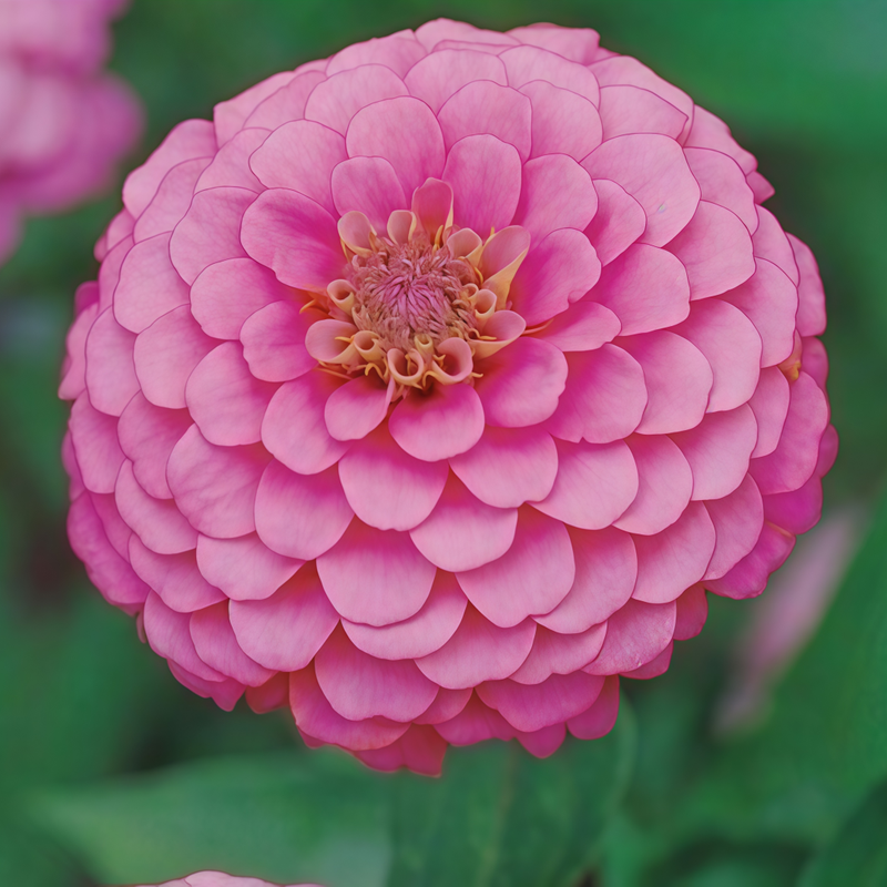Rose Red Zinnia Seeds