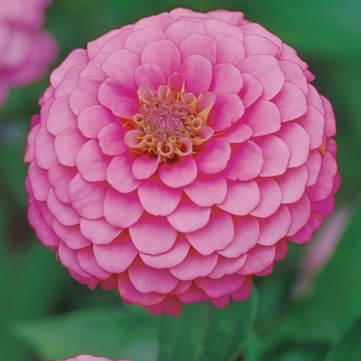 Rose Red Zinnia Seeds