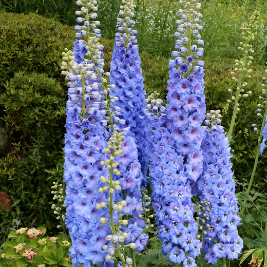 Delphinium Seeds - Blue