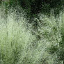 White Cloud Grass Seeds