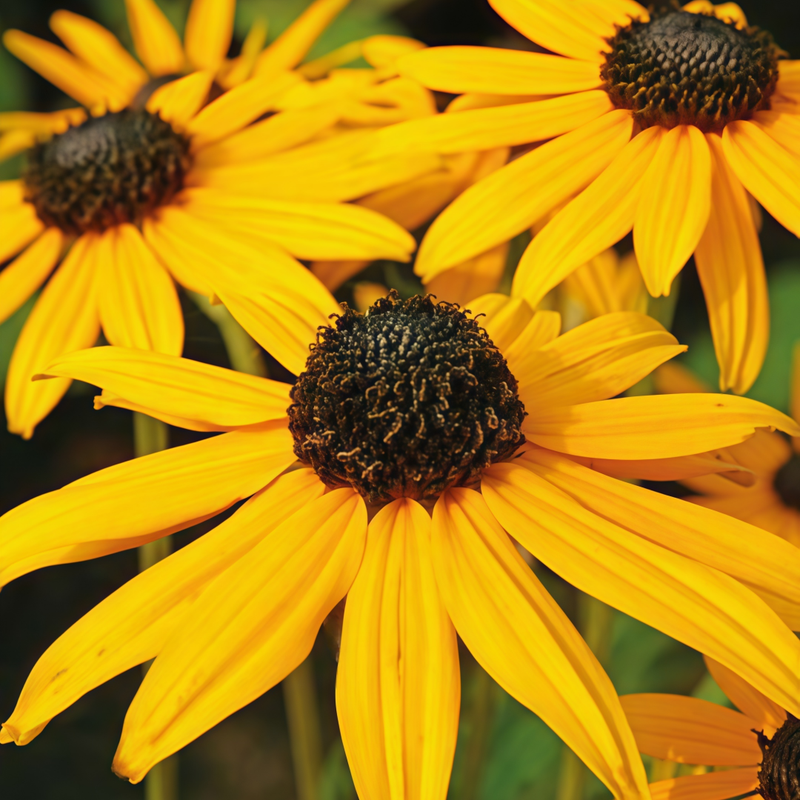 Yellow Single Black Eyed Susan Seeds
