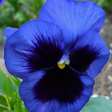 Pansy Seeds - Blue With Brown Spots