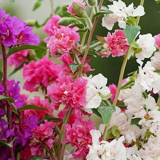Clarkia Elegans Seeds - Mix