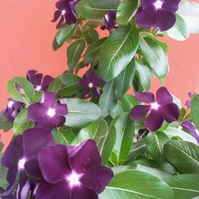 Vinca Seeds - Black