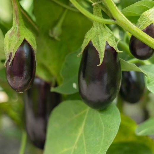 Eggplant Seeds