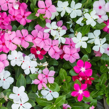 Vinca Seeds - Mix