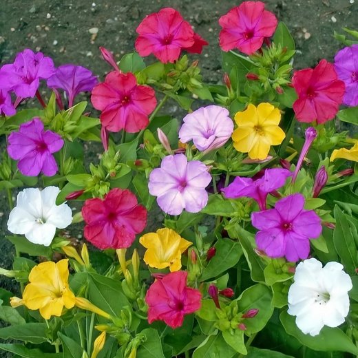 Mix Four O'clock Flower Seeds