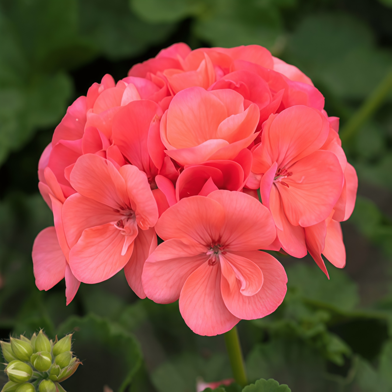 Pelargonium Seeds - Coral