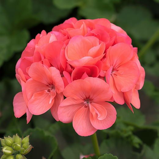 Pelargonium Seeds - Coral