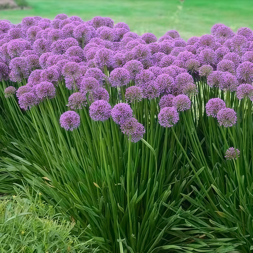 Pink Ornamental Allium Seeds
