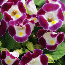 Torenia Seeds - Pink
