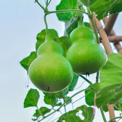 Green Calabash Bottle Gourd Seeds