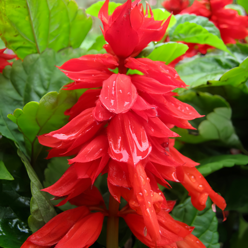 Sage Seeds - Red Queen