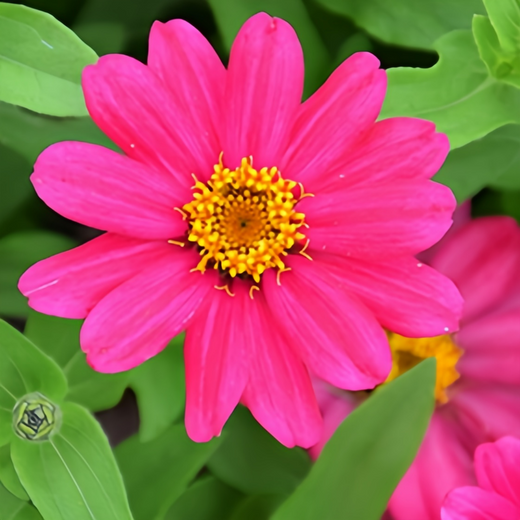 Red Zinnia Seeds