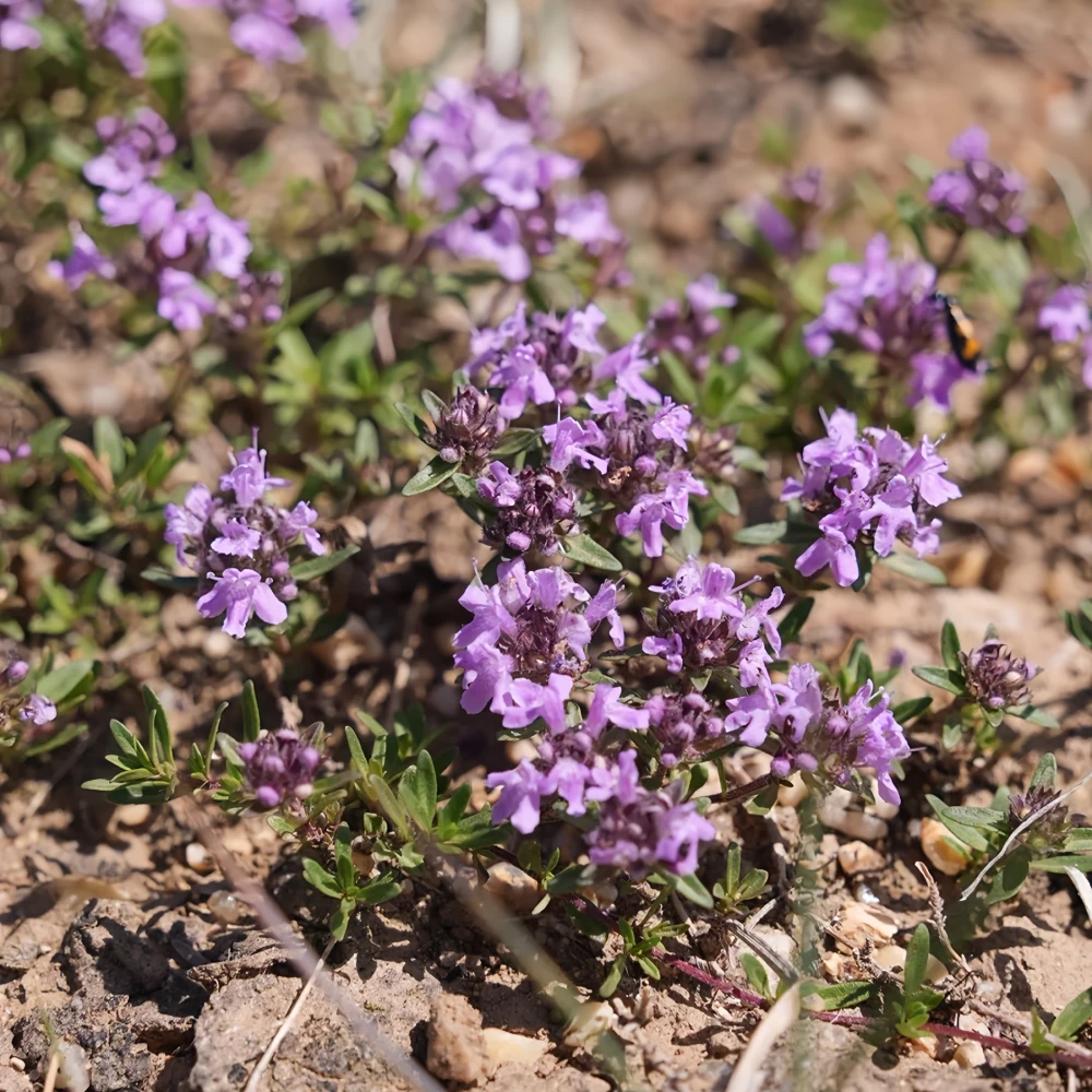 Creeping Thyme Seeds - Lavender Beautiful Ground Cover