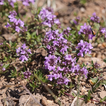 Creeping Thyme Seeds Lavender Beautiful Ground Cover