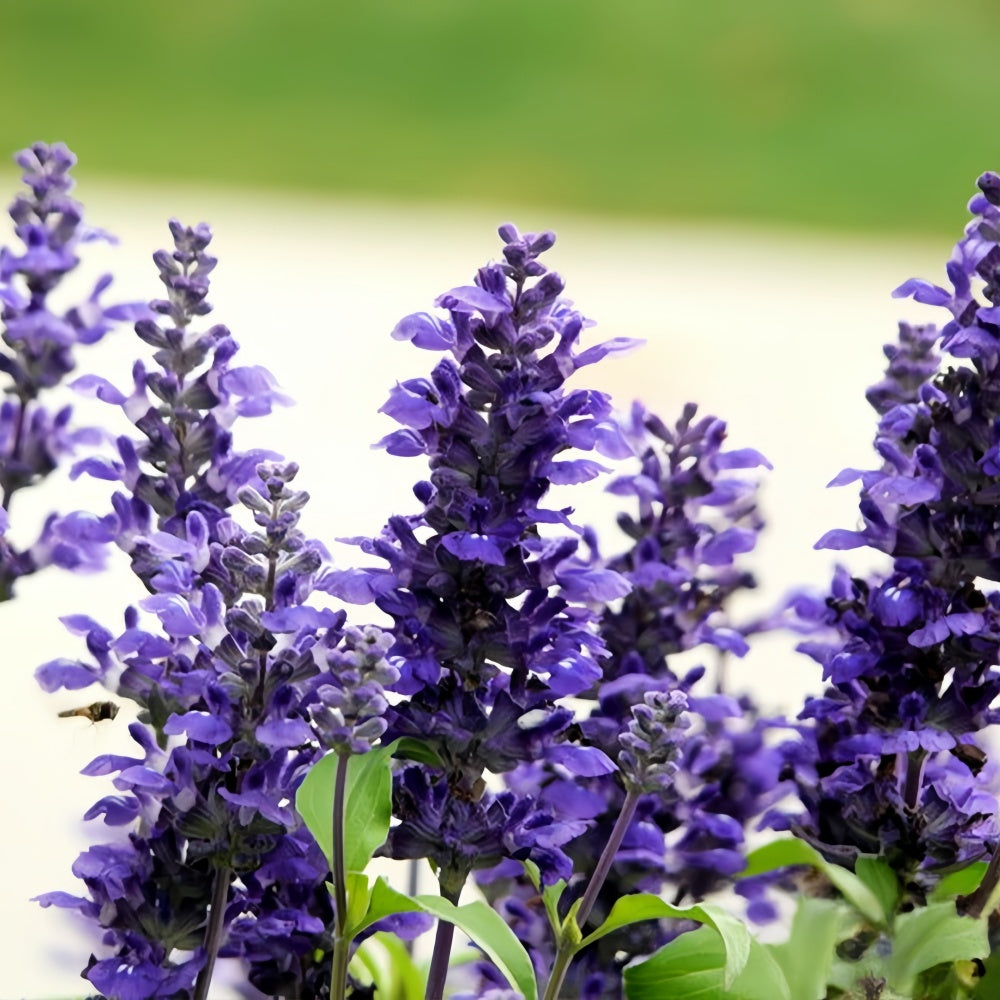 Blue Sage Seeds