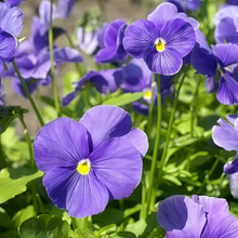 Pansy Seeds - Pure Blue