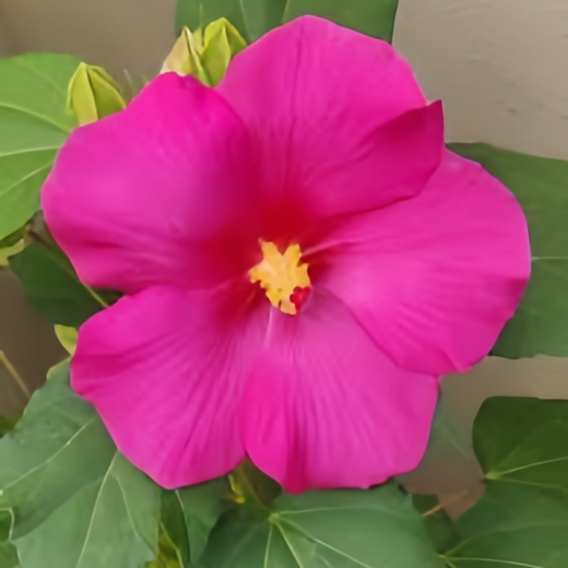 Rose Pink Flowering Okra Seeds